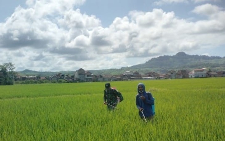 Penyemprotan pestisida d lahan pertanian warga binaan 