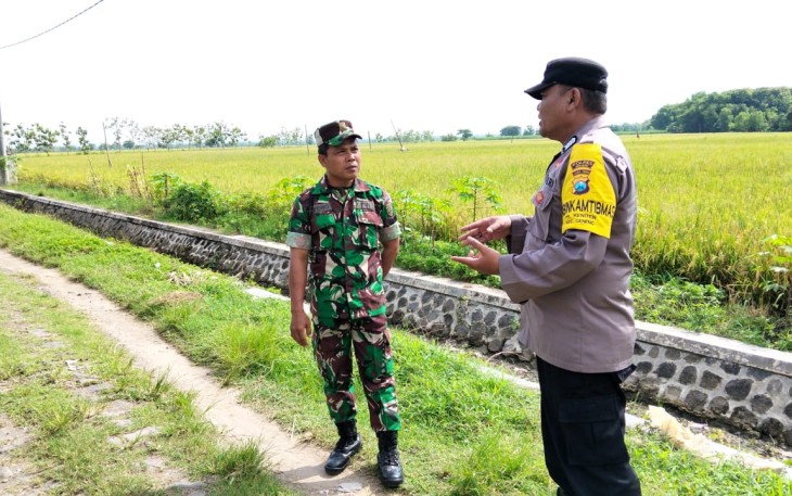 Babinsa Koramil Geneng Bersama Bhabinkamtibmas Cek Lahan Sawah Siap Panen