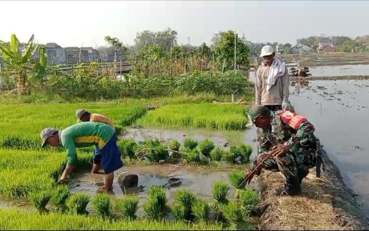 Babinsa Kodim Ponorogo saat Dampingi Petani Siapkan Bibit Padi