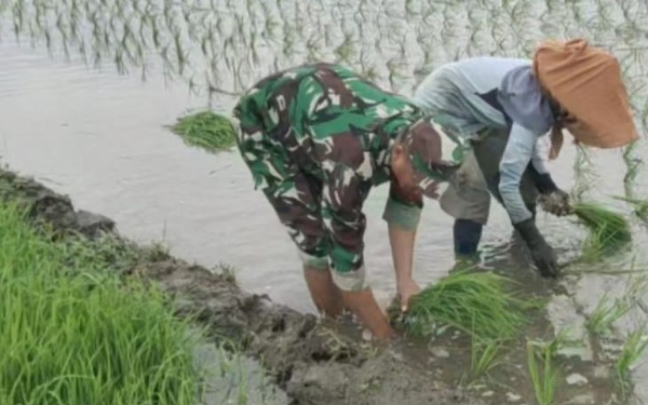 Serda Supar Dampingi Petani Menanam Padi