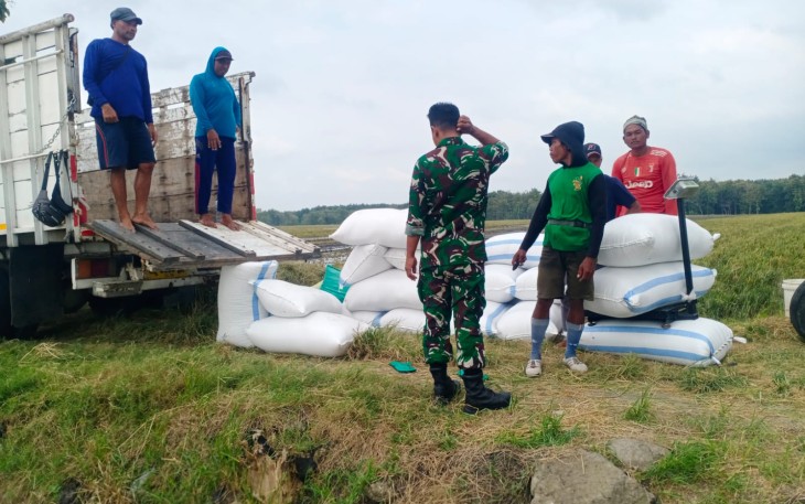 Babinsa Koramil Mantingan Dampingi Sergap Gabah di Lahan Petani Sambirejo