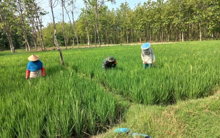 Babinsa Koramil Widodaren saat Dampingi Petani Penyiangan Rumput Pada Tanaman Padi