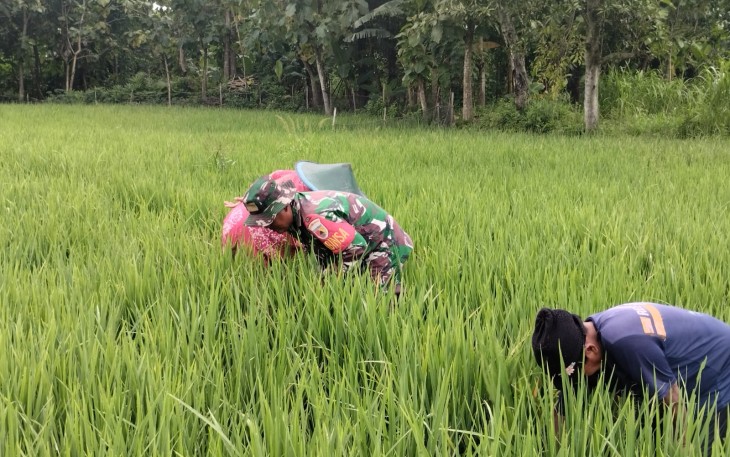Babinsa Kwadungan Ngawi Aktif Pendampingan Pertanian di Wilayahnya