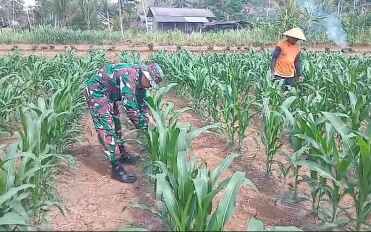 Babinsa Koramil 0801/06 Bandar Bantu Perani Rawat Jagung