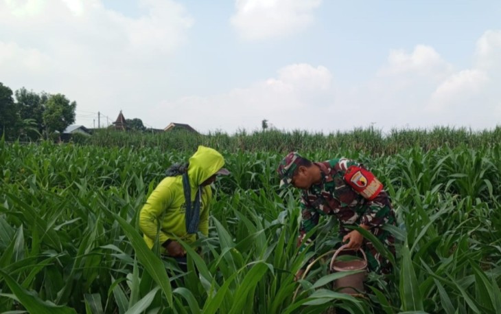 Serda Sapari anggota Koramil Tipe B 0807/04 Ngantru melaksanakan pendampingan pemupukan pada tanaman jagung milik warga binaan di Desa Pinggirsari, Kecamatan Ngantru, Kabupaten Tulungagung, Jawa Timur, Selasa (26/08/2025).