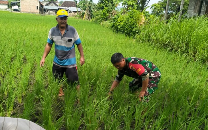 Babinsa Sertu Feri saat Dampingi Petani Bersihkan Gulma
