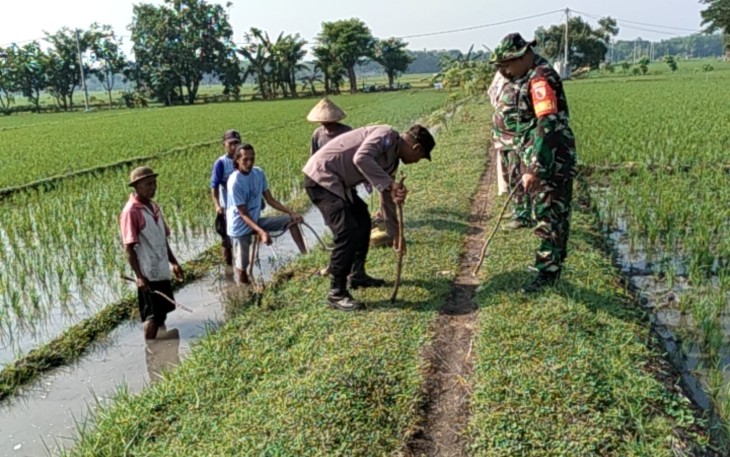 Babinsa Paron dan Masyarakat Gorong Royong Lakukan Gropyokan 