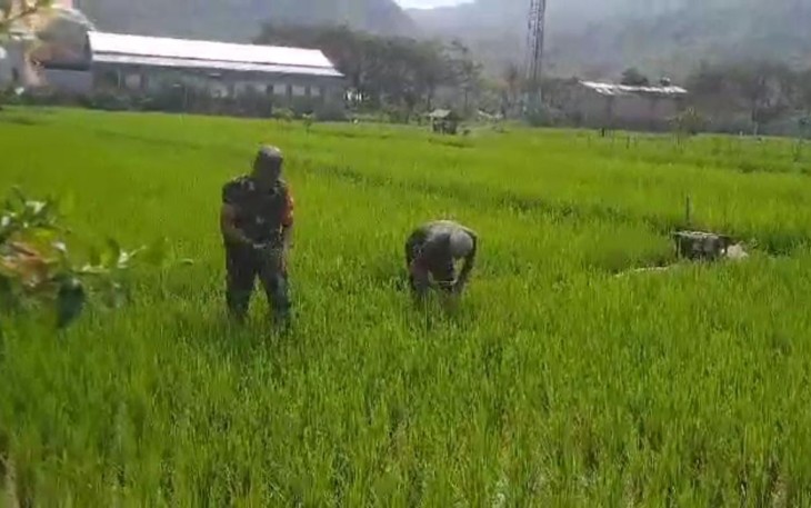 Babinsa Koramil 0801/09 Sudimoro Lakukan Penyiangan