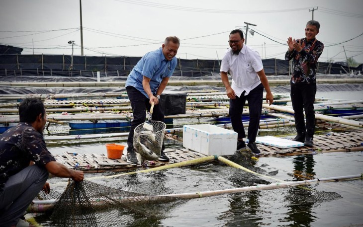 Wamenkop Ferry Juliantono saat melakukan panen perdana ikan kakap putih dan ikan kerapu yang diproduksi oleh Koperasi Mambo Mina Mekar Sejahtera di kawasan Muaragembong, Kab.Bekasi, Jawa Barat, Rabu (22/01).