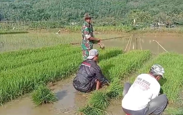 Babinsa Koramil 0801/07 Ngadirojo saat Bantu Petani Cabut Bibit Padi.