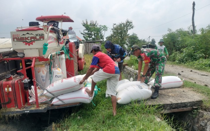 Anggota TNI Kodim Ponorogo Pendampingan Panen Padi dan Sosialisasi Sergab