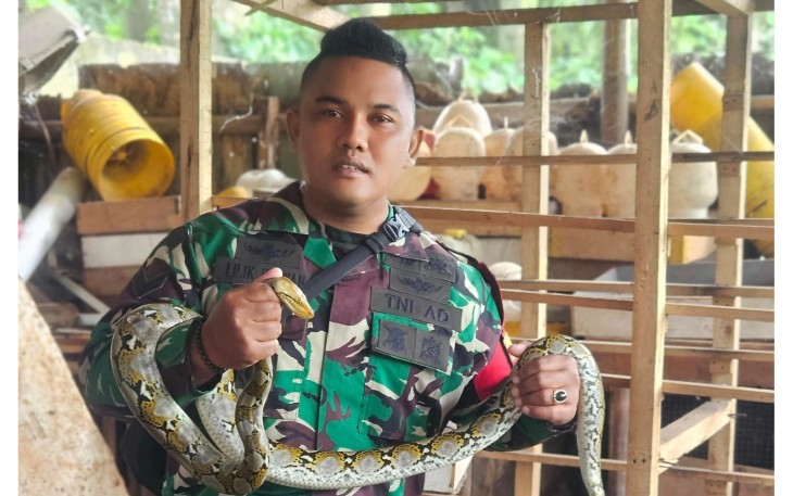 Sertu Lilik Tangkap Ular Piton di Jatiraden