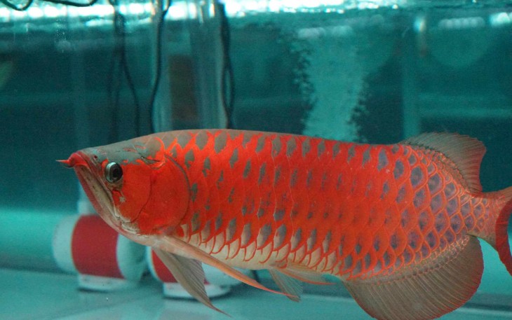 Ikan Arwana Super Red 