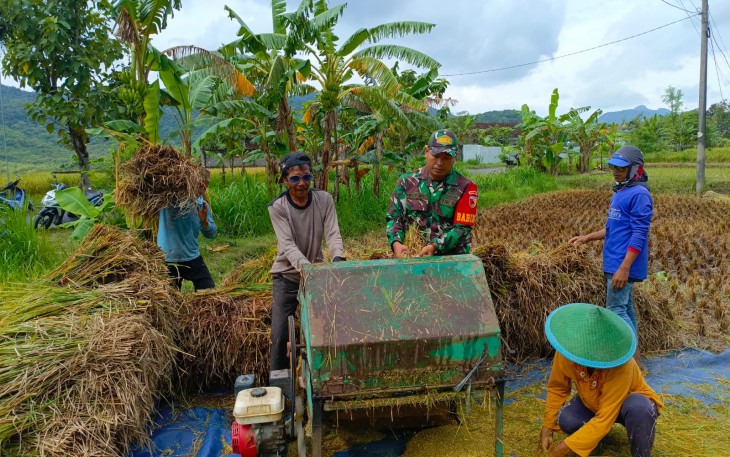Babinsa Kodim Ponorogo Bantu Panen dan Sosialisasi 