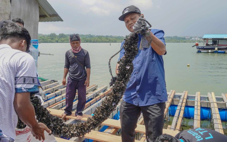 Budidaya kerang di Batam