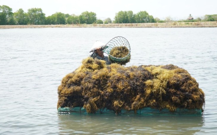 Panen rumput laut 