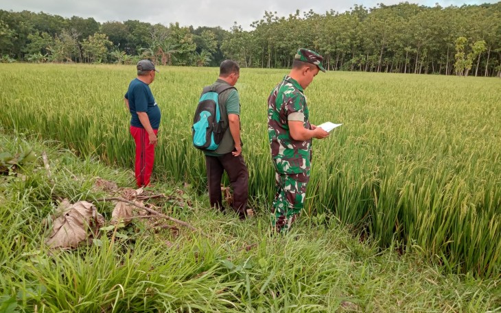 Babinsa Koramil 0805/12 Mantingan Dampingi PPL Kegiatan Pengolahan Padi