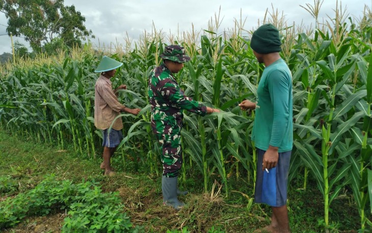 Babinsa Koramil 0801/01 Pacitan Rawat Tanaman Jagung