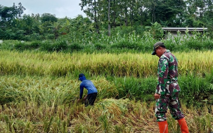 Upaya Anggota TNI Kodim Ponorogo Sejahterakan Petani