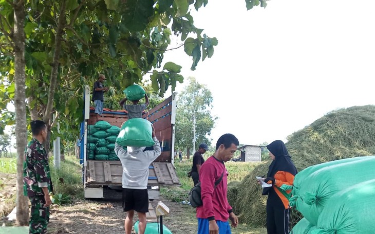Babinsa Desa Jetis Dampingi Serapan Gabah Poktan Ngudi Rahayu