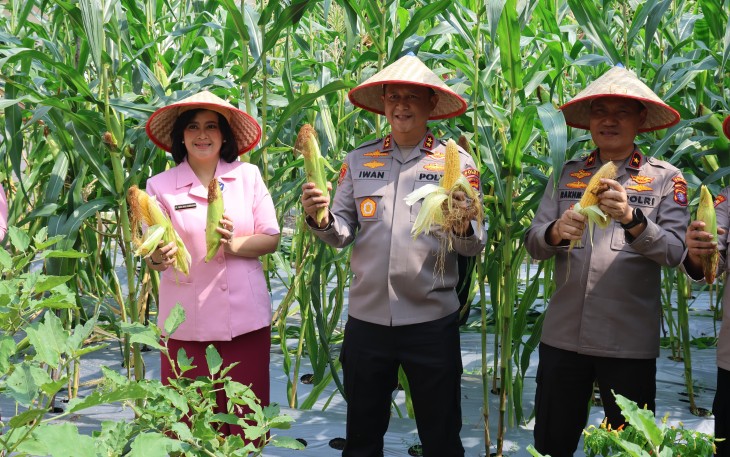 Kapolda Kalteng bersama Bhayangkari saat Panen Jagung di Lahan Pekarangan Pangan Lestari