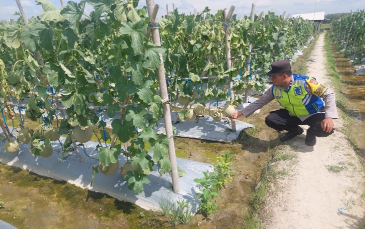 Personel Polsek Belitang III Laksanakan Pendampingan Pengecekan Lahan Milik Warga Yang di Tanami Buah Melon