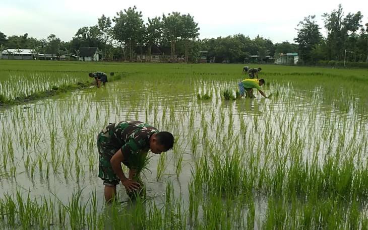 Babinsa Koramil 0805/11 Widodaren Dampingi Petani Padi