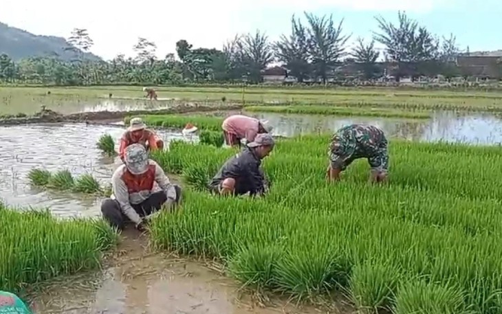 Babinsa Koramil 0801/07 Ngadirojo Bantu Persiapkan Benih Padi