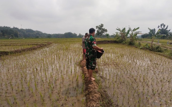 Babinsa Koramil 0805-08/Jogorogo Membantu Petani  lakukan Pemupukan Padi