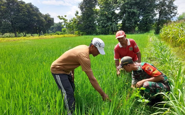 Babinsa Ponorogo Bantu Petani Pengecekan Hama Tanaman Padi