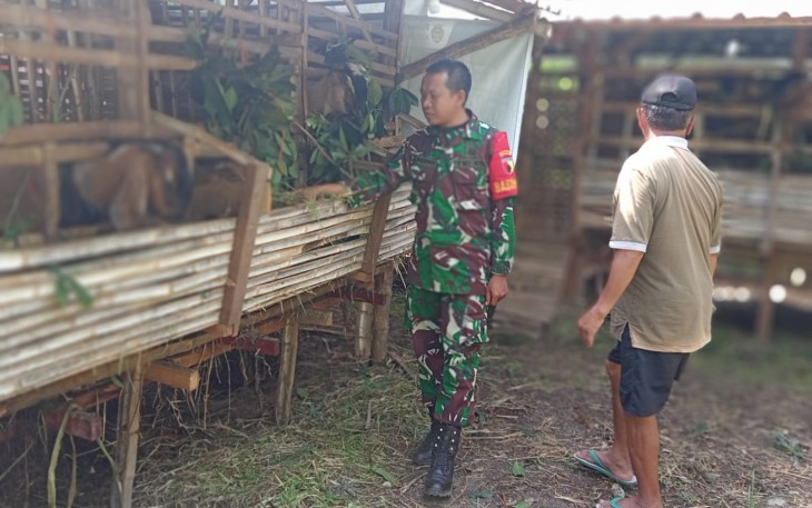 Babinsa Dampingi Ternak Kambing BUMDes Sumberejo
