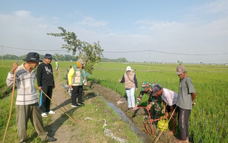 Babinsa dan Warga Sumbergandu Kompak Gropyok Tikus