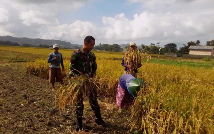 Koptu Riyadi bantu panen padi petani desa binaan 