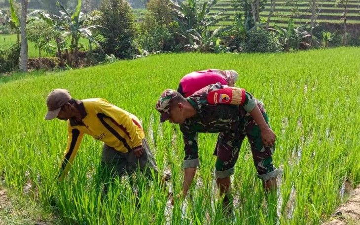 Bantu penyiangan tanaman padi warga desa binaan