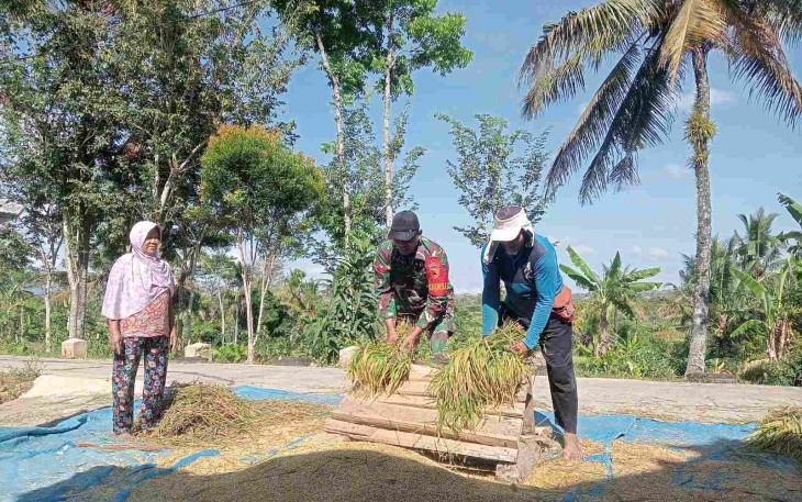 Bantu panen padi warga binaan