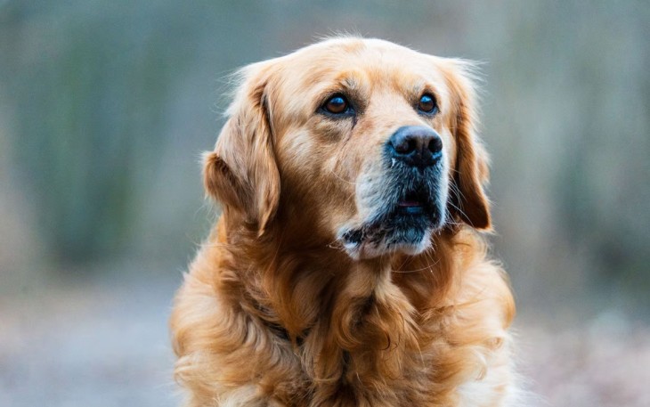 Golden Retriever Anjing Pintar yang Cocok Dipelihara Pemula