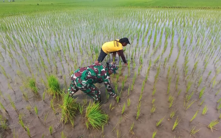 Bantu penyulaman bibit padi 