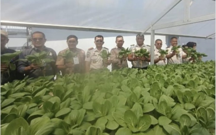 Panen raya sayur mayur Lapas Binjai