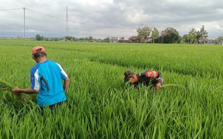 Pendampingan Petani Wujud Nyata Babinsa Kodim Ponorogo Bantu Petani