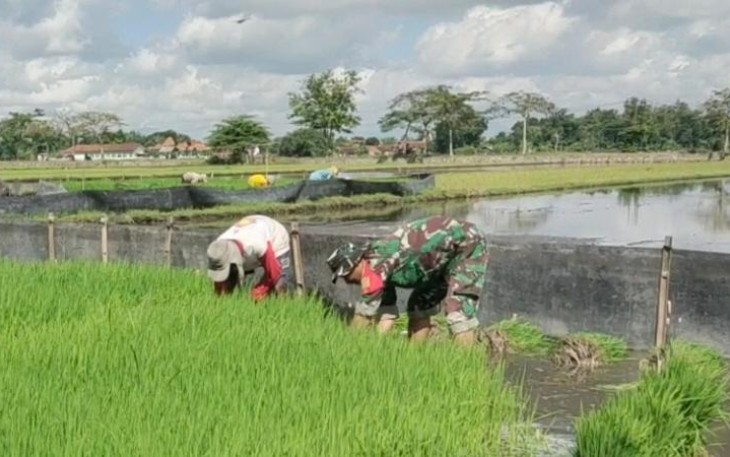 Bantu rawat padi di wilayah desa binaan
