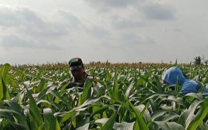 Serka Rapingi Dampingi Petani Bersihkan Gulma Jagung