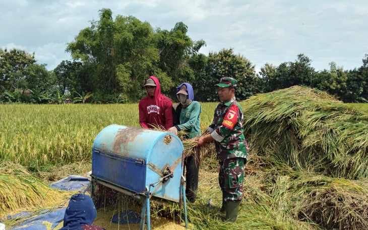 Babinsa Suluk Turun ke Sawah Bersama Petani Perkuat Ketahanan Pangan