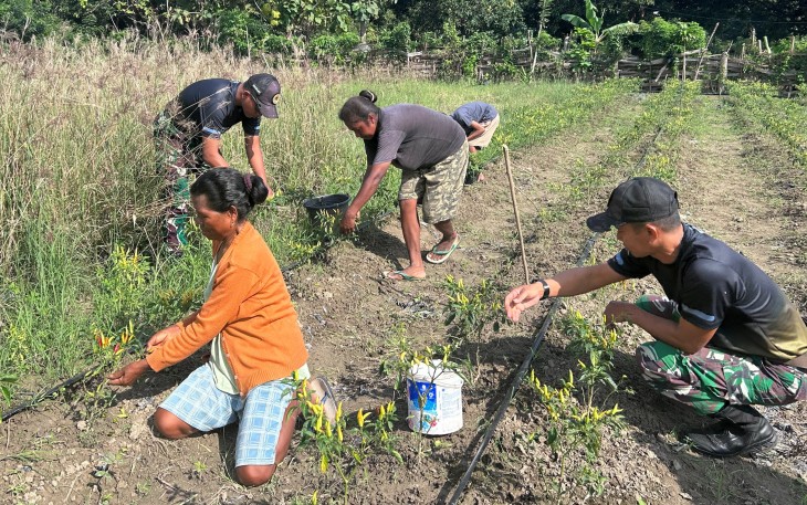 Yonarmed 12 Kostrad Bangun Kebersamaan Bersama Petani Saat Panen Cabai di Perbatasan