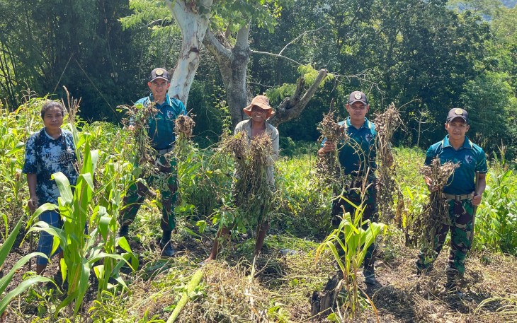 atgas Pamtas RI–RDTL Sektor Timur Yonarmed 12 Kostrad melalui Pos Nananoe melaksanakan kegiatan ketahanan pangan dengan memanen kacang tanah bersama masyarakat di lahan milik warga yang berada di Desa Nananoe