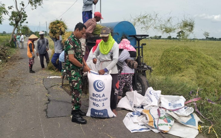 Ada Babinsa yang Setia Mendampingi Panen Raya