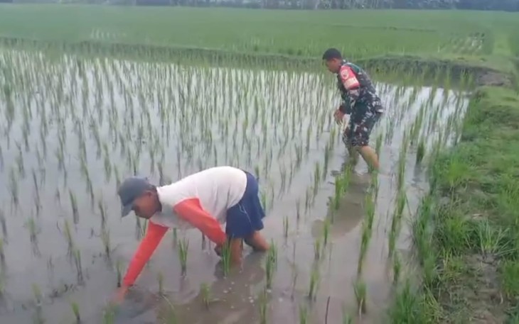 Babinsa Kodim Ponorogo Bantu Penyiangan Tanaman Padi