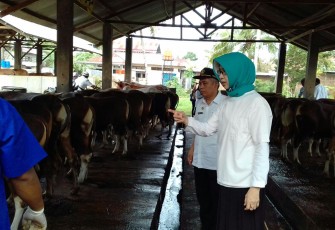 Pengecekan Hewan Kurban oleh Kepala Disnakeswan Provinsi Bengkulu.