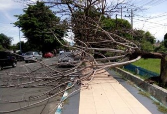 Pohon tumbang tutupi separuh badan jalan 