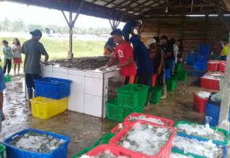 Hasil panen tambak udang