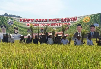 Bupati Kaur Gusril Fausi, S.Sos bersama rombongan saat melakukan panen raya padi di Desa Talang Tais, Kecamatan Kelam Tengah, Kabupaten Kaur, Rabu (31/1/18).